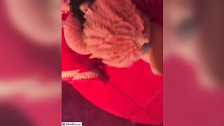 Malutrevejovip (Malu Trevejo) OnlyFans Leaks malutrevejo18 Miami Fun Papi 453