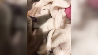 Hannahowo (hannah) Onlyfans Fans Leaks 19 yo Content Creator  51