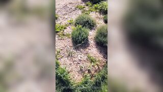 Saffronbacchus (Saffron Bacchus) OnlyFans Leaks Sexy Snaps of Candian Girl 263