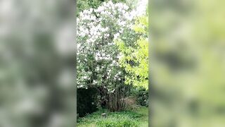 Saffronbacchus (Saffron Bacchus) OnlyFans Leaks Sexy Snaps of Candian Girl 213