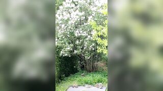 Saffronbacchus (Saffron Bacchus) OnlyFans Leaks Sexy Snaps of Candian Girl 213