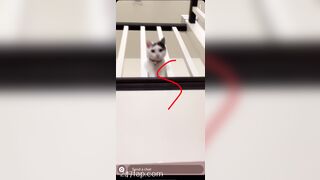 Shion Leaked Asian Amateur Chinese Porn Video 60