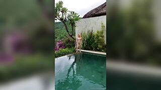 BarbieDDoll (AsianBarbieDDoll) OnlyFans Leaks Asian Chinese Girl Porn Video 264