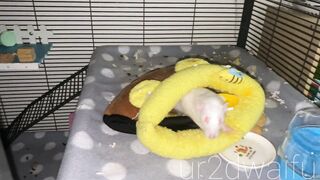 Ur2dwaifu (Ellie) OnlyFans Leaks Ur2dfruityxo Asian Chinese Doll 47