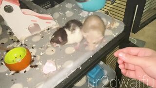 Ur2dwaifu (Ellie) OnlyFans Leaks Ur2dfruityxo Asian Chinese Doll 47