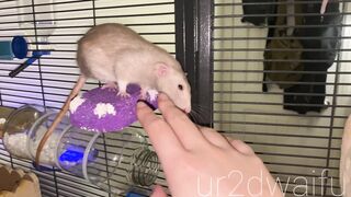 Ur2dwaifu (Ellie) OnlyFans Leaks Ur2dfruityxo Asian Chinese Doll 47