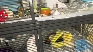 Ur2dwaifu (Ellie) OnlyFans Leaks Ur2dfruityxo Asian Chinese Doll 47