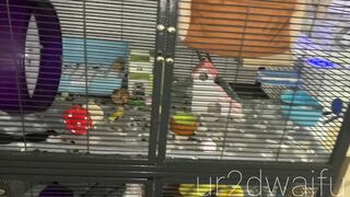 Ur2dwaifu (Ellie) OnlyFans Leaks Ur2dfruityxo Asian Chinese Doll 47