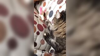 Sofie Addotta Asian Chinese Amateur Porn Video 40