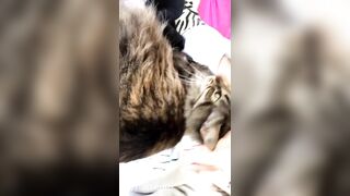 Sofie Addotta Asian Chinese Amateur Porn Video 43