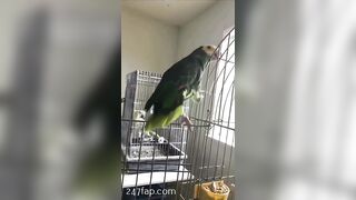 Escafrisky Tumblr Leaked Asian Chinese Amateur Porn Video 38