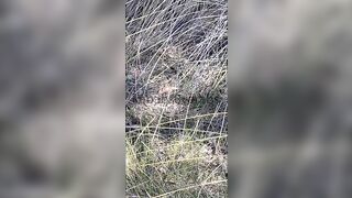 Kebabs0verabs aka Rebecca aka Kebabs OnlyFans Leaks Seinfeld Australian Babe 103