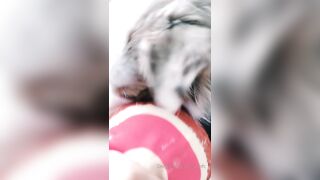 Ziafox (Zia Fox aka ZF aka zia_mfc) OnlyFans Leaks ON Hitatus Juicy Busty Young Milf Porn 114