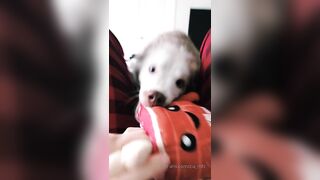 Ziafox (Zia Fox aka ZF aka zia_mfc) OnlyFans Leaks ON Hitatus Juicy Busty Young Milf Porn 114