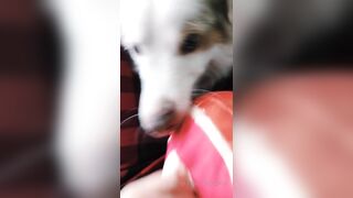 Ziafox (Zia Fox aka ZF aka zia_mfc) OnlyFans Leaks ON Hitatus Juicy Busty Young Milf Porn 114