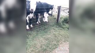 Sleepychew (Sleepy Chew) OnlyFans Leaks Asian Chinese Girl Sleep_Chew Porn Video 33