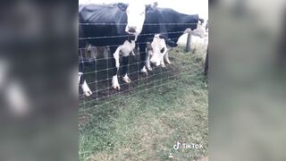 Sleepychew (Sleepy Chew) OnlyFans Leaks Asian Chinese Girl Sleep_Chew Porn Video 33