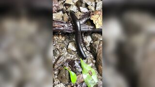 Alanaaraya (Alana Araya aka alanaallovertheplace) OnlyFans Leaks Average Girl Next Door Getting Naughty Porn Video 14