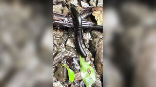 Alanaaraya (Alana Araya aka alanaallovertheplace) OnlyFans Leaks Average Girl Next Door Getting Naughty Porn Video 14