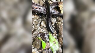 Alanaaraya (Alana Araya aka alanaallovertheplace) OnlyFans Leaks Average Girl Next Door Getting Naughty Porn Video 14