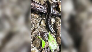 Alanaaraya (Alana Araya aka alanaallovertheplace) OnlyFans Leaks Average Girl Next Door Getting Naughty Porn Video 14