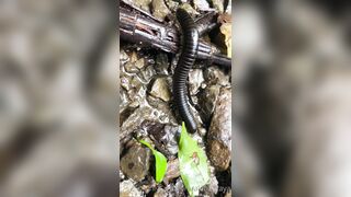 Alanaaraya (Alana Araya aka alanaallovertheplace) OnlyFans Leaks Average Girl Next Door Getting Naughty Porn Video 14