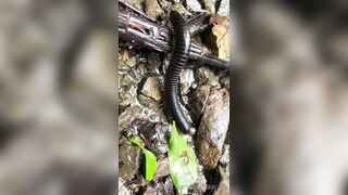 Alanaaraya (Alana Araya aka alanaallovertheplace) OnlyFans Leaks Average Girl Next Door Getting Naughty Porn Video 14