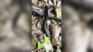 Alanaaraya (Alana Araya aka alanaallovertheplace) OnlyFans Leaks Average Girl Next Door Getting Naughty Porn Video 14