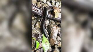 Alanaaraya (Alana Araya aka alanaallovertheplace) OnlyFans Leaks Average Girl Next Door Getting Naughty Porn Video 14