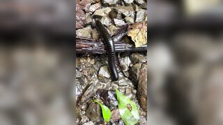 Alanaaraya (Alana Araya aka alanaallovertheplace) OnlyFans Leaks Average Girl Next Door Getting Naughty Porn Video 14