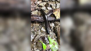 Alanaaraya (Alana Araya aka alanaallovertheplace) OnlyFans Leaks Average Girl Next Door Getting Naughty Porn Video 14