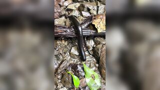 Alanaaraya (Alana Araya aka alanaallovertheplace) OnlyFans Leaks Average Girl Next Door Getting Naughty Porn Video 14