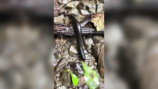 Alanaaraya (Alana Araya aka alanaallovertheplace) OnlyFans Leaks Average Girl Next Door Getting Naughty Porn Video 14